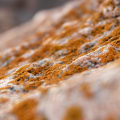 Prevent Mold Growth with Proper Foundation Design