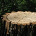 Why Stump Removal Before Foundation Design is Essential