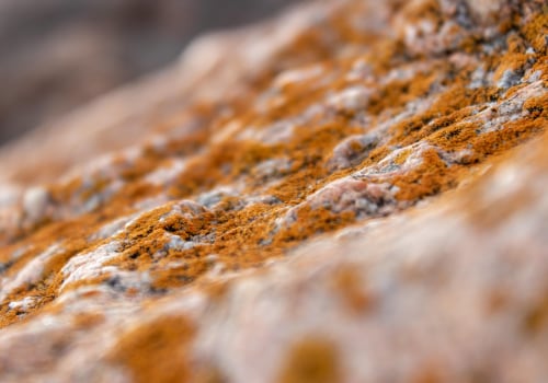 Prevent Mold Growth with Proper Foundation Design