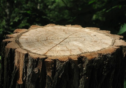 Why Stump Removal Before Foundation Design is Essential